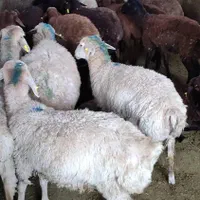 گوسفند زنده20کیلو تا65کیلو جهت قربانی سرتاسر تهران|حیوانات مزرعه|تهران, استاد معین|دیوار