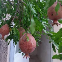 سوئیت منزل دربست / با پارکینگ