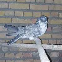 دوکت پ ر ن د ه|پرنده|اصفهان, نصرآباد|دیوار