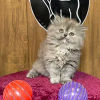 بچه گربه های نژاد دار و زیبا|گربه|بندر انزلی, چهارفریضه|دیوار