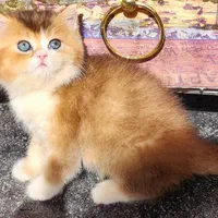 دهکده گربه بریتیش / پرشین / اسکاتیش|گربه|رشت, دیلمان|دیوار