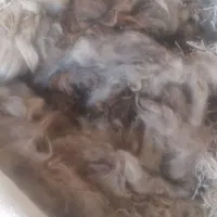 فروش چند شلیف پشم