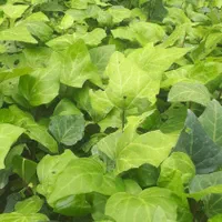گیاه پاپیتال