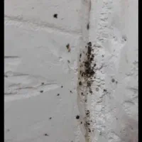 شرکت سمپاشی ثناریشه کنی انواع حشرات صددر صدتضمینی|خدمات نظافت|سنندج, |دیوار