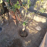 درخت و نهال تنه دار قوی نما دار|خدمات باغبانی و درختکاری|فلاورجان, |دیوار