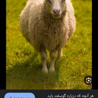قصاب سیار