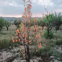 باغ ۱۴۰۰متری زمین فیروزکوه جاده ارجمند