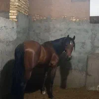 فروش دوراس نریان عرب یکسر