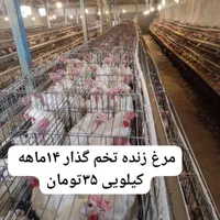 ۲هزار قطعه از نوع مرغ تخم گذار زنده ۱۴ماهه موجود|حیوانات مزرعه|تهران, صادقیه|دیوار