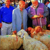 *۳روز دیگر تمدید شد*گوسفند زنده و خونی مصرف خانوار|حیوانات مزرعه|مشهد, توس (بلوار توس)|دیوار