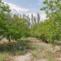 باغ 1450متری با چشمه|فروش خانه و ویلا|گرمسار, |دیوار