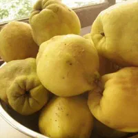نهال های به اصفهان پیوند خورده گلدانی سن دار|خدمات باغبانی و درختکاری|تهران, استخر|دیوار