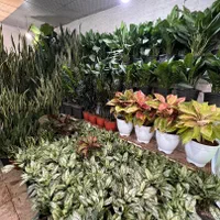 کارشناس خبره فضای سبز.طراحی نظارت اجرا.|خدمات باغبانی و درختکاری|تهران, تهرانپارس شرقی|دیوار