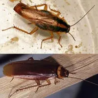 سمپاشی سم پاشی ساس سوسک نانو۱۰۰٪ تضمینی کک.مورچه