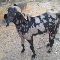 نر بز