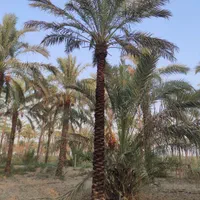 بار درخت نخل رسید|خدمات باغبانی و درختکاری|رامسر, |دیوار