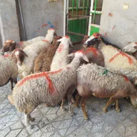 گوسفند زنده برهنر و میش و شیشککشتاری|حیوانات مزرعه|بروجرد, |دیوار