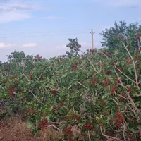 زمین کشاورزی پسته اکبری و احمد آقایی با ثمرعالی