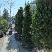 کاج کامیس لاوسون یوکا مو خانگی آپارتمانی گل وگیاه