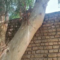 برش درخت وخرید چوب درخت همراه برش رایگان در پاکدشت|خدمات باغبانی و درختکاری|پاکدشت, خاتون آباد|دیوار