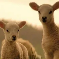 دام معتبر خرید آسان فقط با یک تماس گوسفند دام زنده|حیوانات مزرعه|مشهد, آبکوه|دیوار