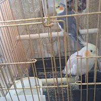 عروس هلندی
