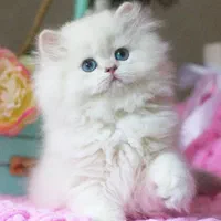 بچه گربه های اشرافی در مشهد|گربه|مشهد, امیریه|دیوار