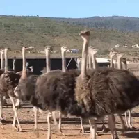 تخمه نطفه دارشترمرغ وجوجه