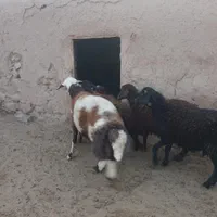 شیشک قوچ پلنگی