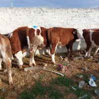 ترمینال گوسالهای جنس بالا|عمده‌فروشی|اصفهان, سروشبادران|دیوار