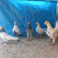 کفتر داراب