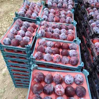 خدمات باغبانی گلبهار|خدمات باغبانی و درختکاری|گلبهار, |دیوار