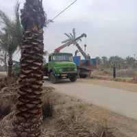 متنوع نخل بزرگ کوچک نخل خرما بچ|خدمات باغبانی و درختکاری|یزد, |دیوار