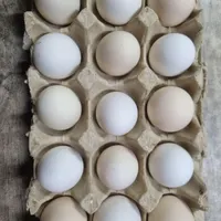 تخم مرغ ازنژادگلین
