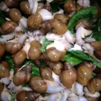 حلزون البینو|خزنده|یزد, |دیوار