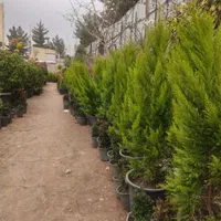 فروش اقساطی گل و گیاه|گل و گیاه طبیعی|کرمان, |دیوار