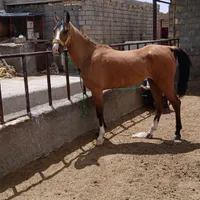 مادیون ۳ ساله