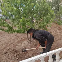 سمپاشی باغبانی درختکاری هرس وگل کاری وشمشادزن وچمن|خدمات باغبانی و درختکاری|تبریز, |دیوار