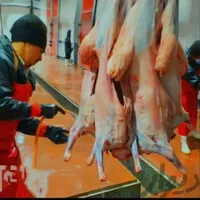 شهرداری تهران فروش گوسفند زنده چاق پرواری|حیوانات مزرعه|تهران, جوادیه|دیوار