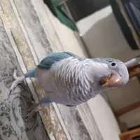 طوطی راهب|پرنده|محمدشهر, |دیوار