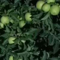 خرید و اجاره میوه شما روی درخت