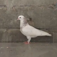 ۴جفت کفتر