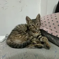 واگذاری گربه سه ماهه