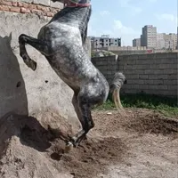 اسب نریان کرد سواری دار