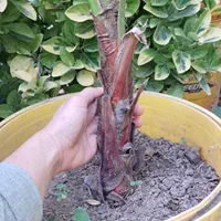 تولید کننده انواع پالم ها و سیکاس و ارغوان و...