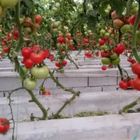 استخدام کارگر ساده گلخانه و باغ