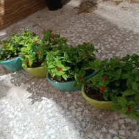 نازگل|گل و گیاه طبیعی|الوند, |دیوار