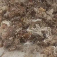پشم گوسفند
