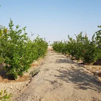 باغ در شاهین شهر|فروش خانه و ویلا|اصفهان, آزادگان|دیوار