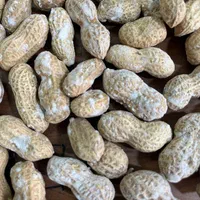 بادام زمینی تخمه شمشیری مناسب وانتی و دست فروش|خوردنی و آشامیدنی|تهران, یاخجی آباد|دیوار